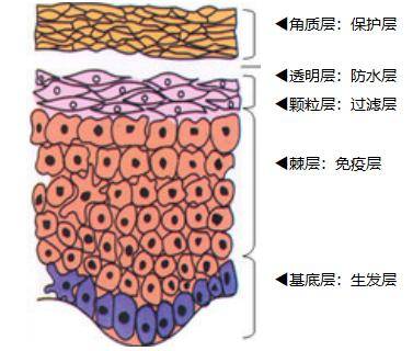 功效敏感性皮肤的问题解析？为什么你的皮肤会成为敏感肌？