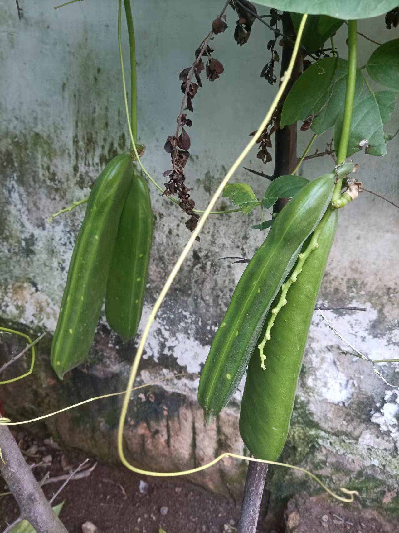 刀豆,一种治疗老胃病的好草药〔黅钚焕堂谈野生草药14〕_cm