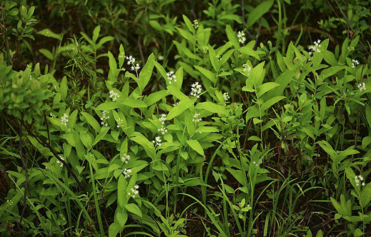 叶可食用根可入药的植物鹿药可用植物非试管高效快繁技术快繁