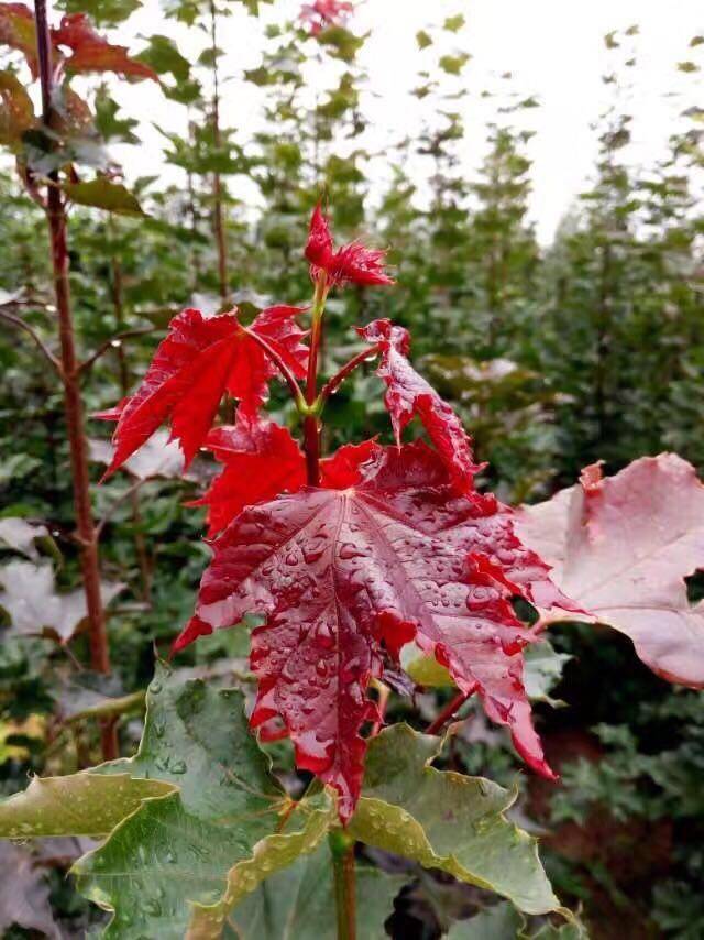 济南植物园看上了挪威槭狄波拉_黄色
