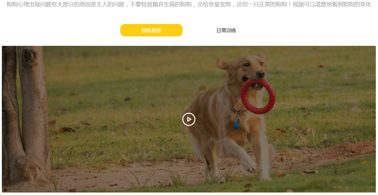 廣州訓狗學校專業訓犬師教你訓練杜賓犬,解決狗狗亂叫的不聽話行為!