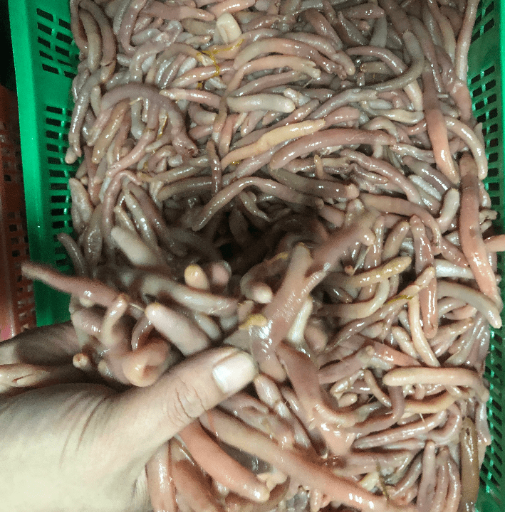 山东人为何对海肠如此钟爱?周伟食品告诉你答案