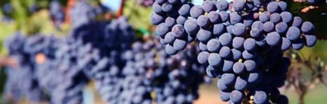 特性|世界梅洛日——你知道吗?原来这才是真正的梅洛!!!