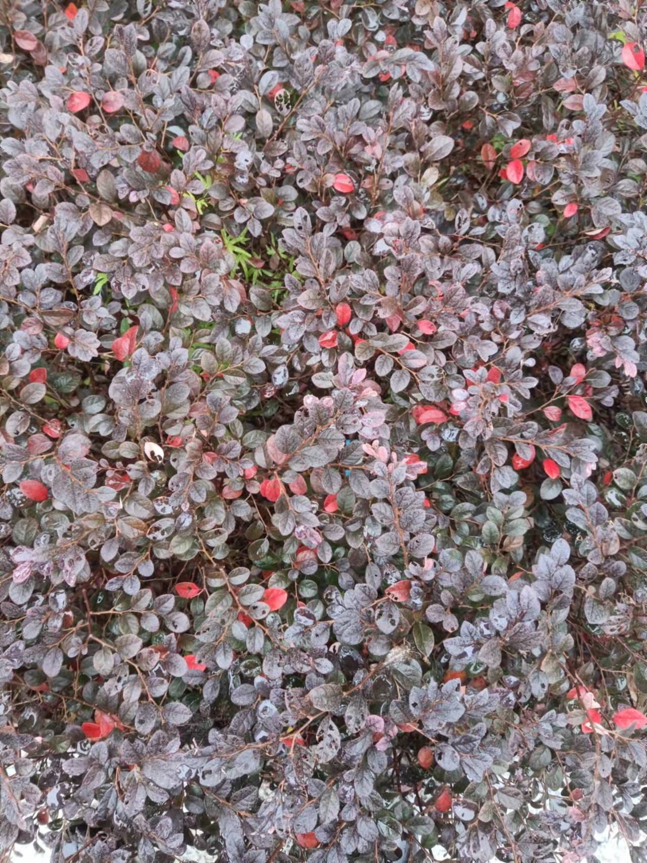 治疗烧烫伤红花檵木有一套黅钚焕堂谈野生中草药31