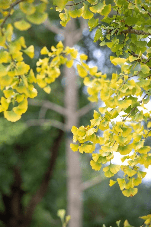 大道|枫叶红了，江南恰好，双山香山刷屏秋季