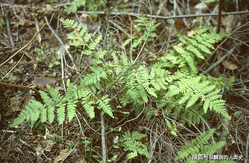 地球生物全系列植物篇薄囊蕨纲蕨目三