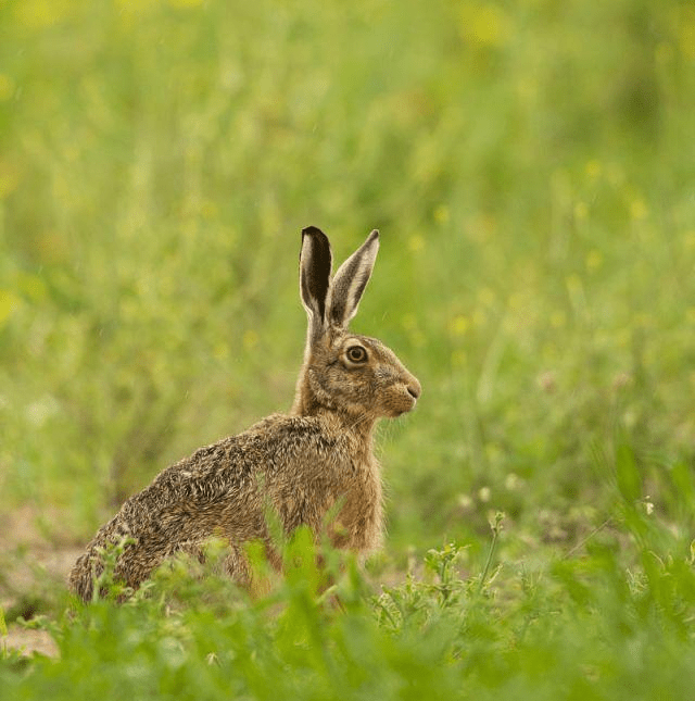 中国野兔野鸡图片