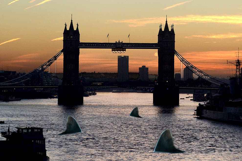 英國泰晤士河驚現有毒鯊魚死亡之河重新煥發生機