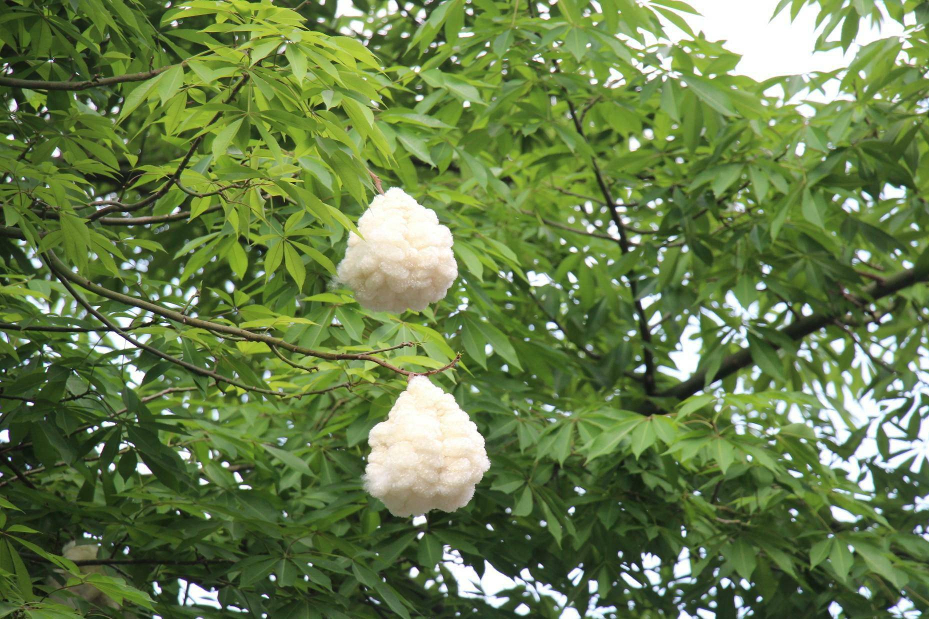 记载:"五色斑衣以丝布吉贝木所作……",吉贝即是木棉的古称之一