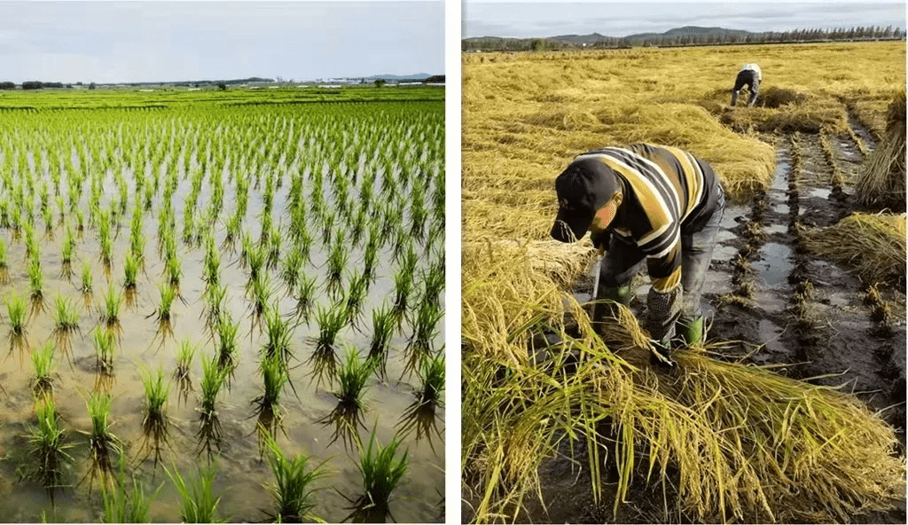 群英楼五常大米,稻花香2号新米上市!_自然_生态_种植区