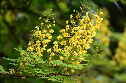 又叫:云英,天豆,马豆,百鸟不宿,老虎刺尖,马豆,牛王刺,药王子