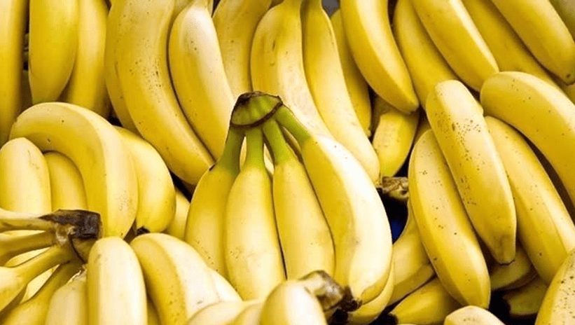 市场上在售的香蕉品种中,最受欢迎的当属卡文迪什(别名香芽蕉)品种