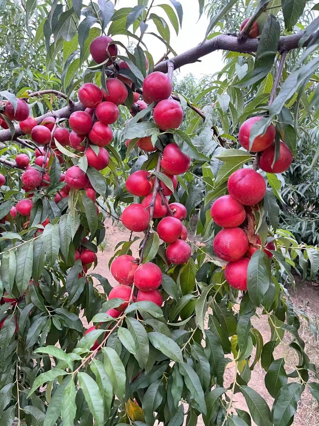 中农早珍珠油桃树苗品种简介中农早珍珠油桃苗栽植技术