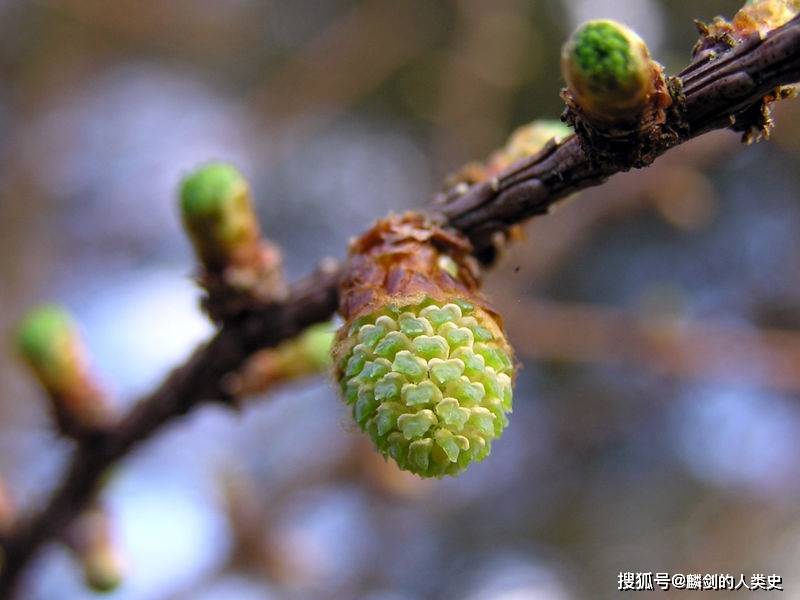 地球生物全系列