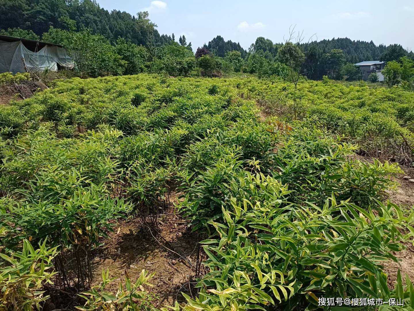 黄精种植投资及利润图片