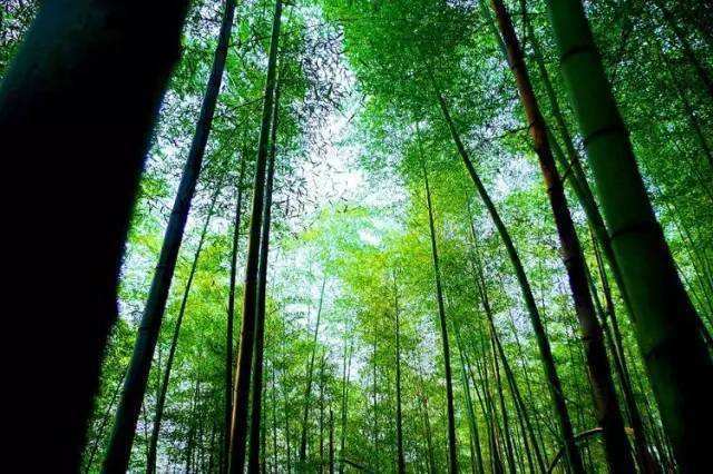 马安竹海森林公园图片