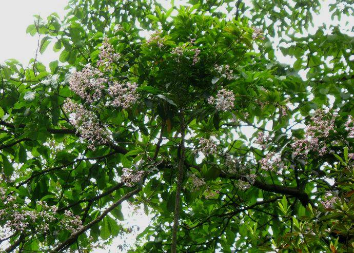 大罗伞树的植物非试管高效快繁技术