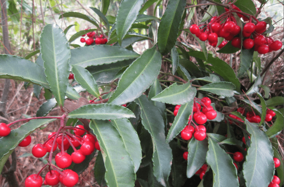 大罗伞树的植物非试管高效快繁技术