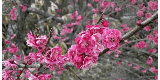 十二生肖中 12月26号起事业突飞猛进 财源不断的3个生肖 星座 中华资讯在线