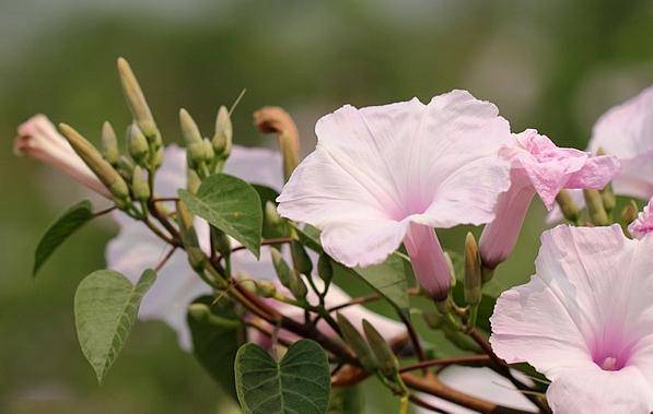 不一样的牵牛花 树牵牛 栽培 柔毛 木本植物