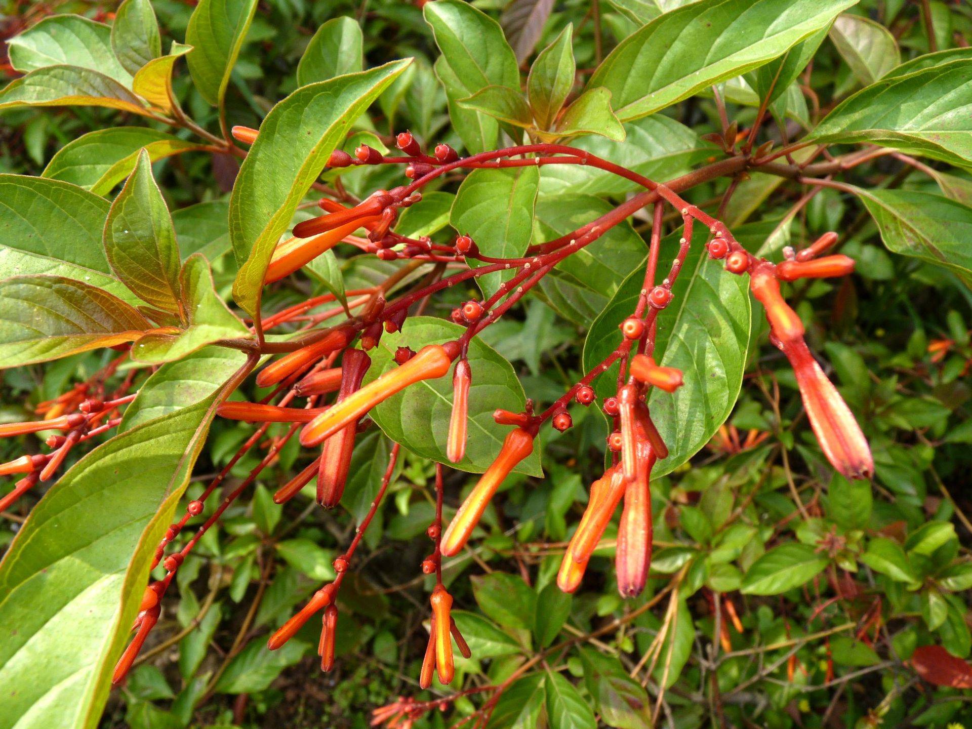 叫茉莉而非茉莉的醉娇花——希茉莉