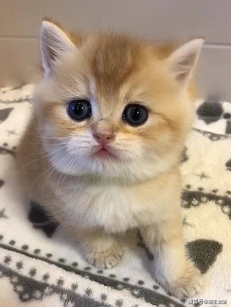 要沦陷在这水汪汪的大眼睛里了