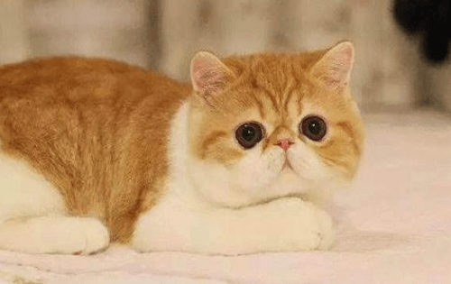 进行加菲猫的泪痕怎么去掉