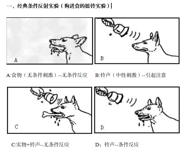 教师招聘备考经典性条件作用理论之巴甫洛夫