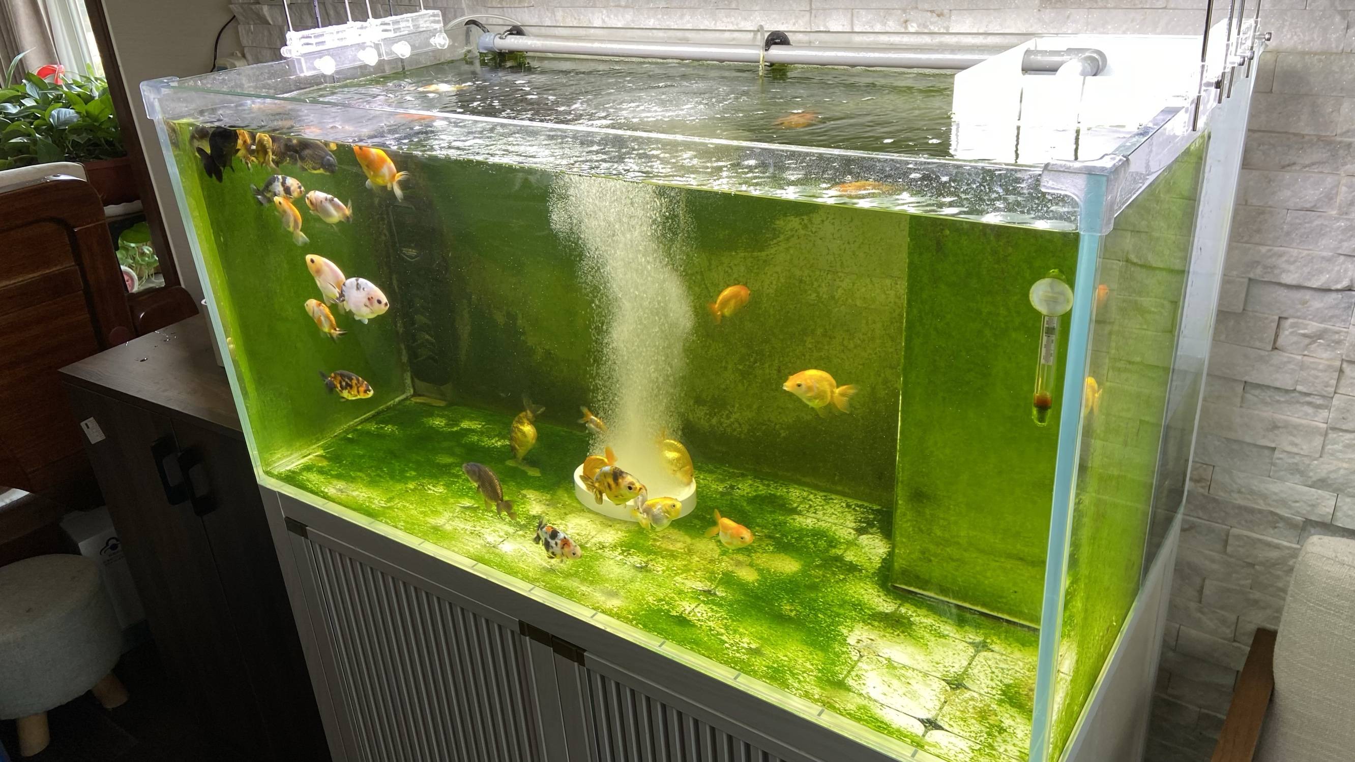 新鱼缸最快最简单的开缸方法