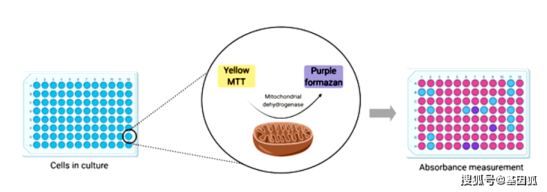 经验分享:培养细胞活力检测(mtt法)简介