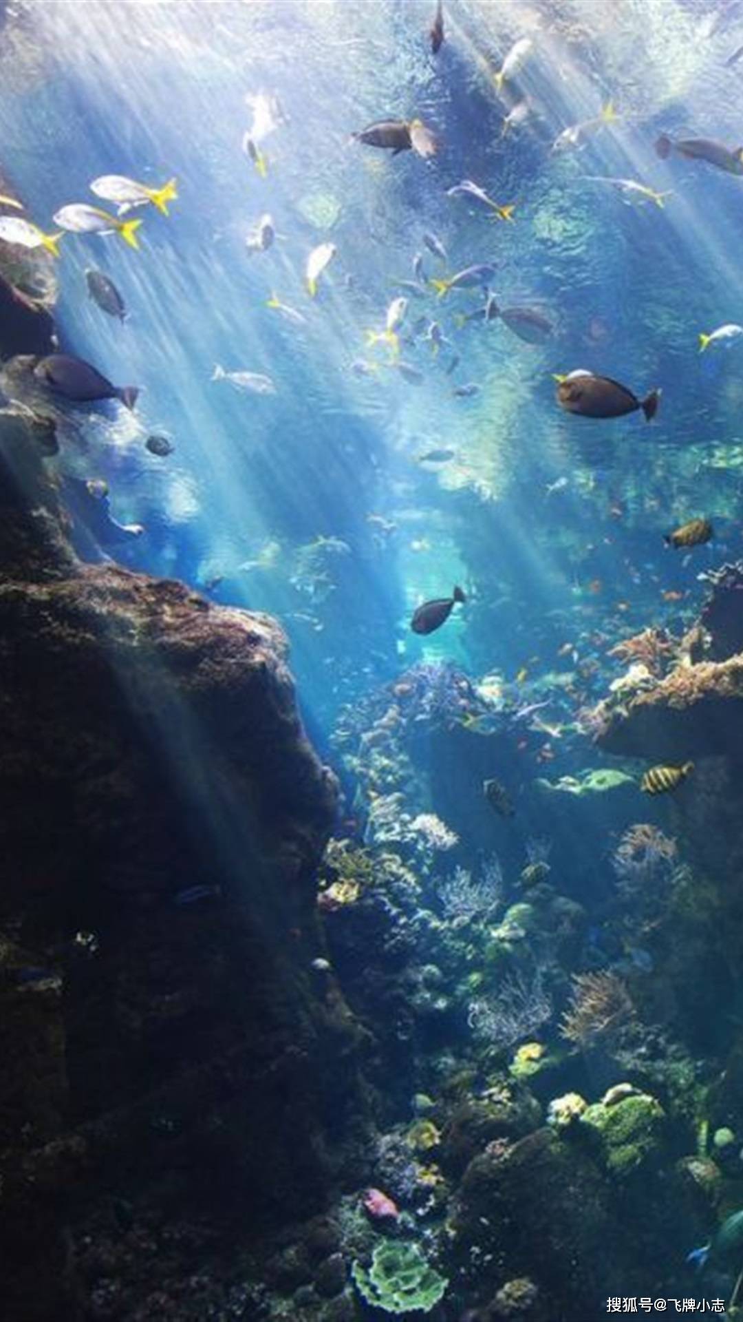 海底一万米到底存在何种生物