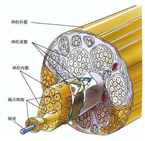 腓总神经损伤解剖图图片