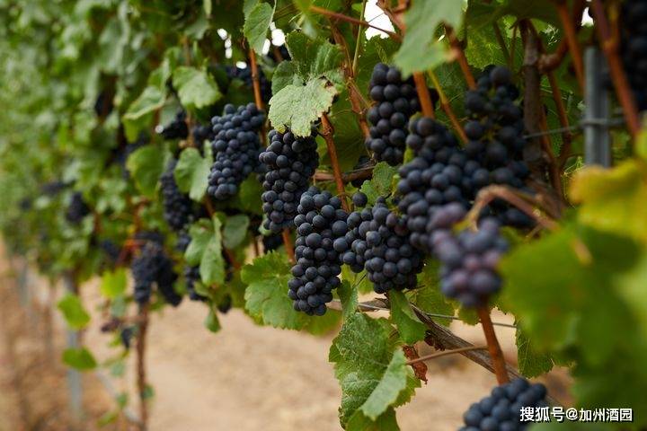 特性|是什么让加州葡萄酒如此特别?