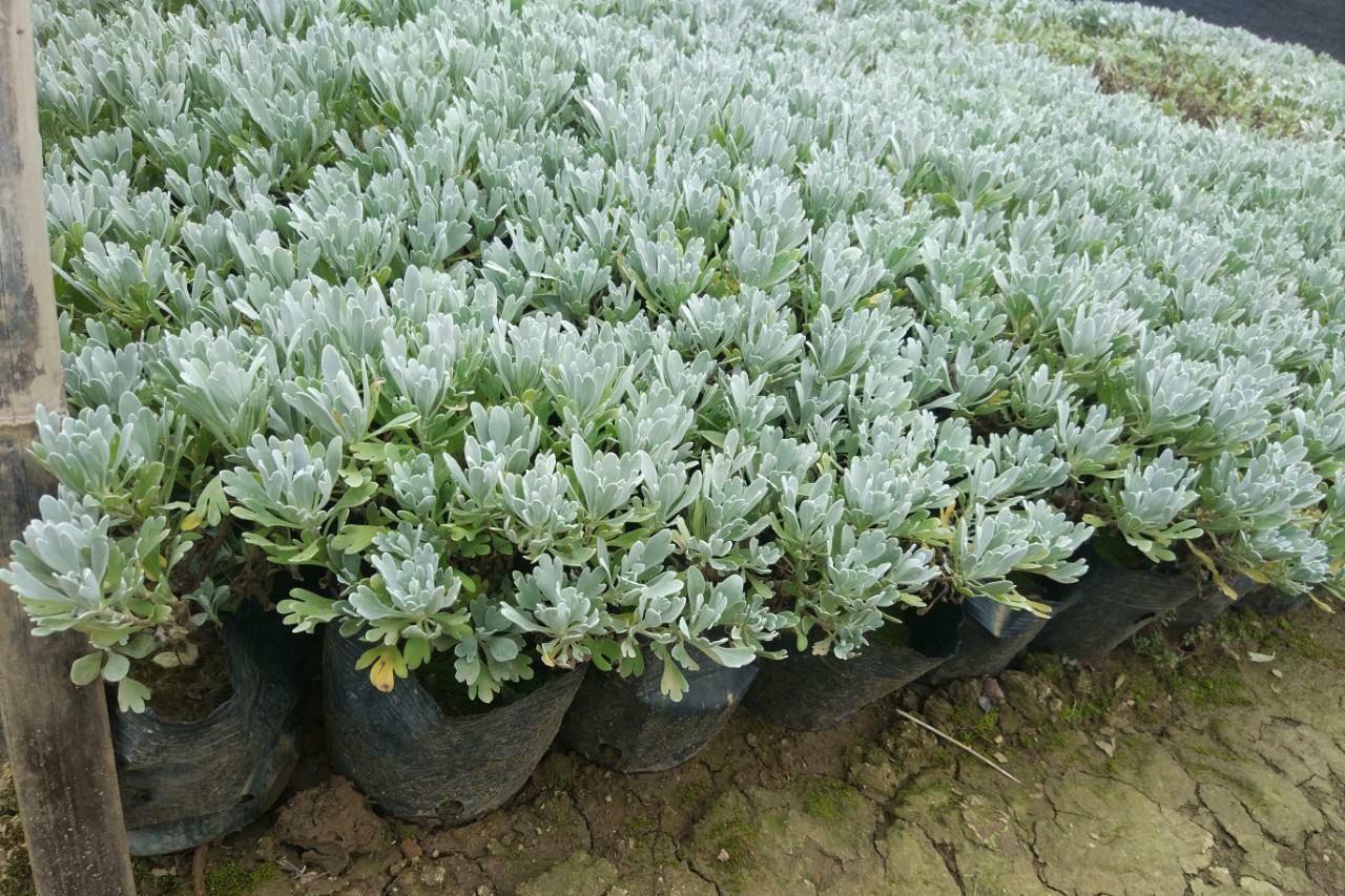 园林中极少见的白叶植物——芙蓉菊_开发_技术_应用