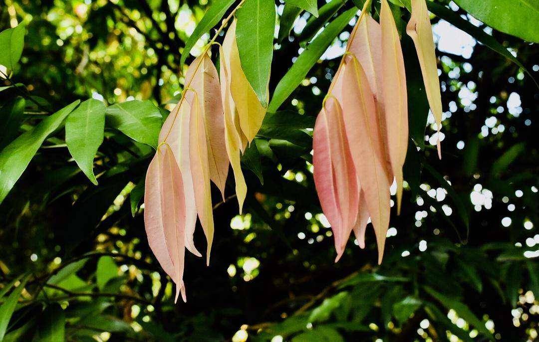 热带地区优良的木本油料树种之一——铁力木_植物_种子_香气