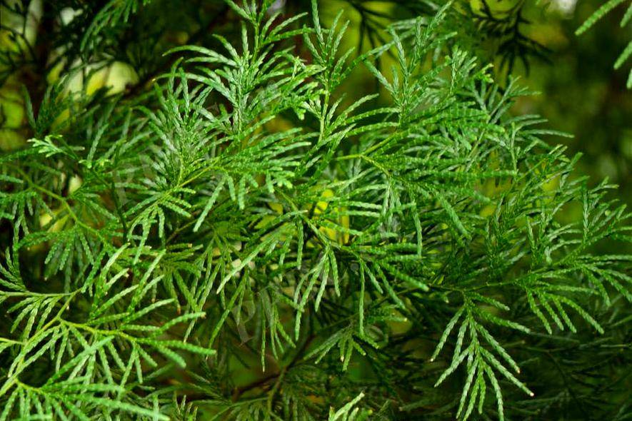 珍贵的用材树种翠柏