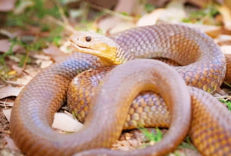 蛇什么时候会出来 0da9364bf23340c0a3c3a1e48e563e2b.png