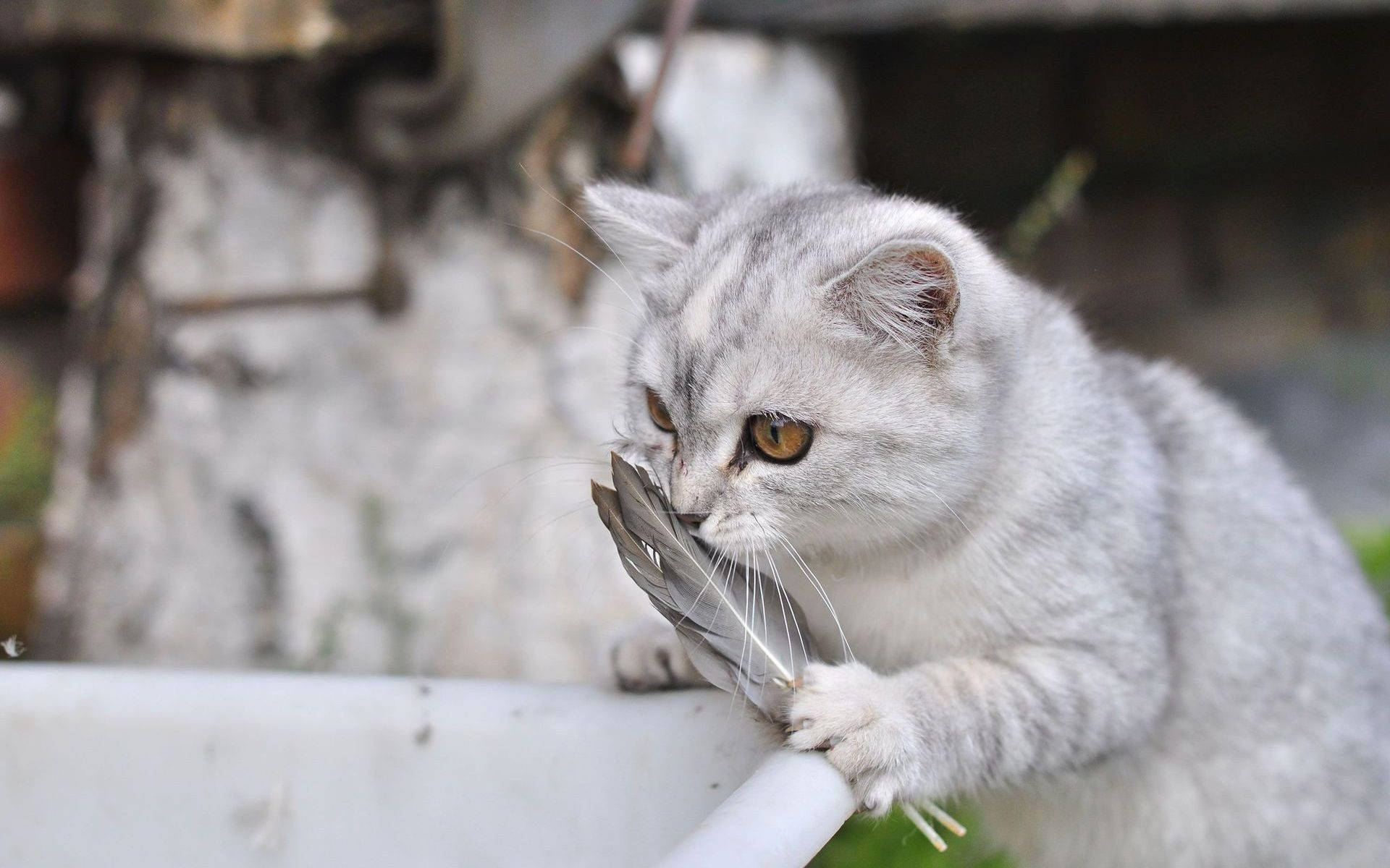 小猫长猫藓怎么办