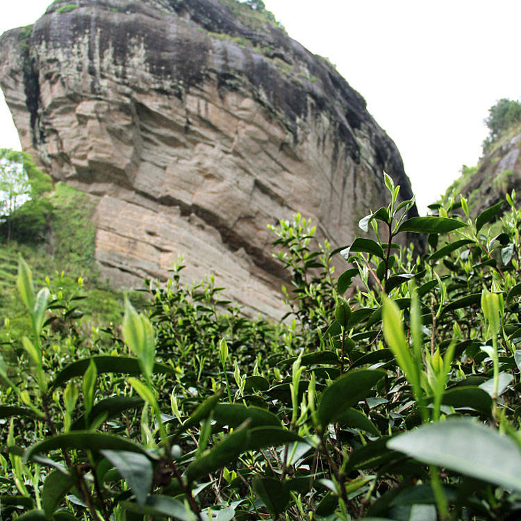 大红袍品种名称由来你知道吗?_茶树_武夷山_状元