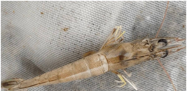 南美白对虾弧菌爆发的原因是什么如何防治