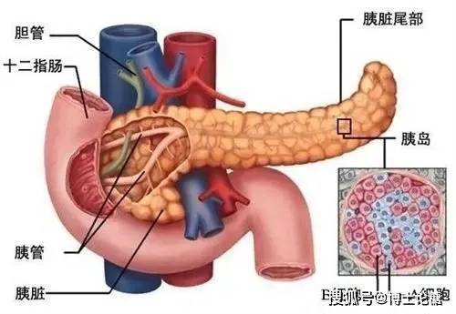 胰岛素是人体当中目前发现的唯一一种降血糖激素,而胰岛β细胞是人身