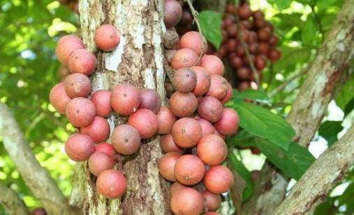 野生小山竹木奶果