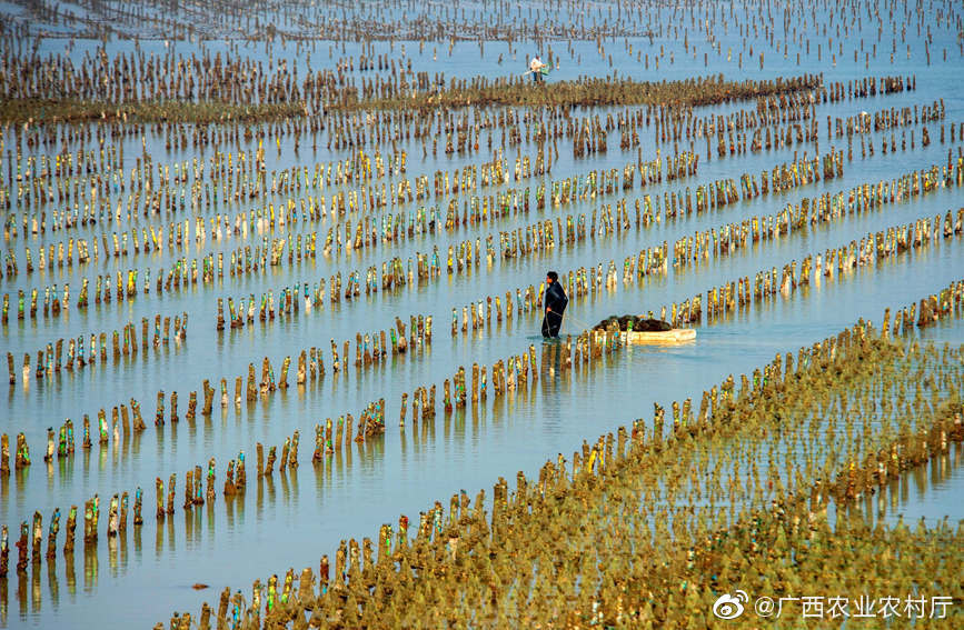 北海:冬季珠城采珠忙_南珠_政策_养殖户