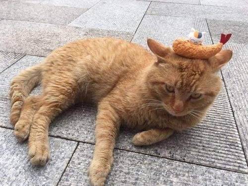 f1c1f55883de49ae8cf1408f4311c7ed.jpeg
