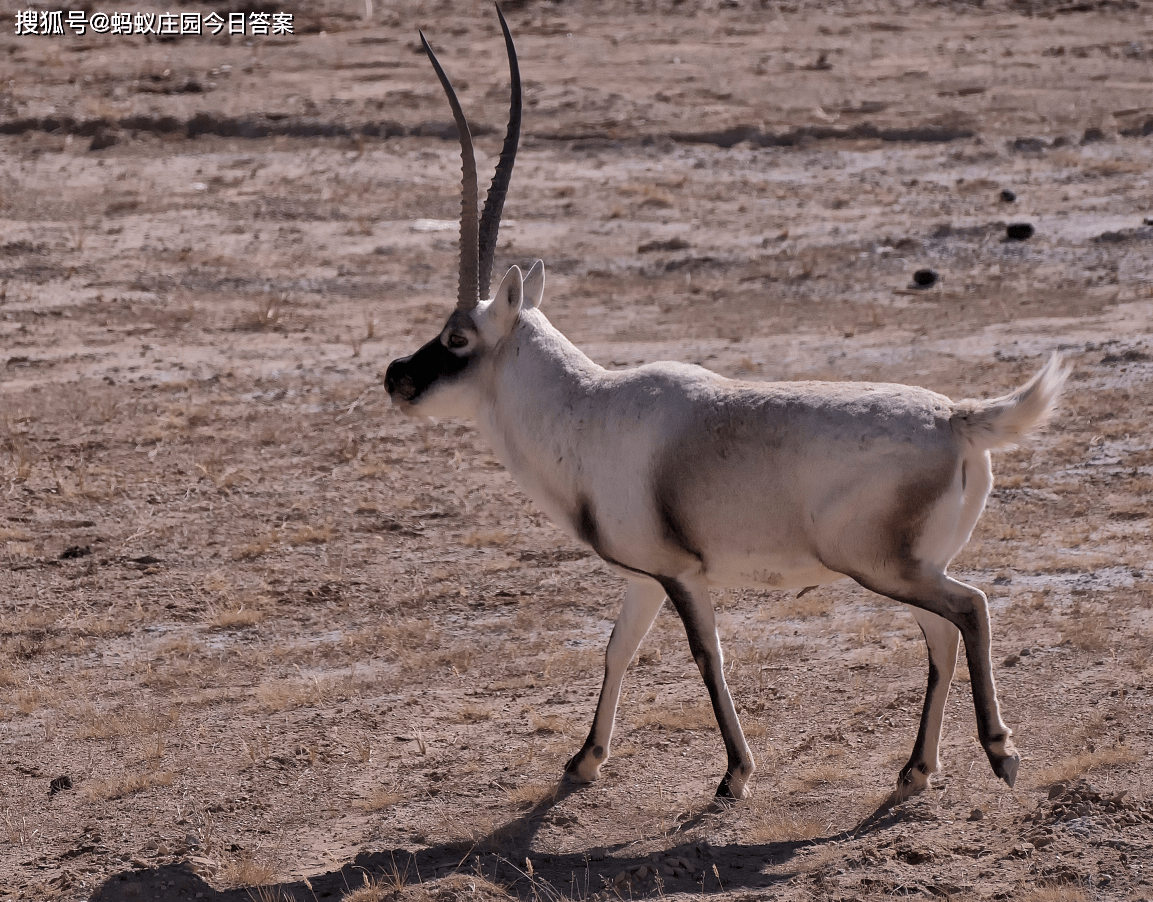 原创藏羚羊是我国哪个地区的特有动物蚂蚁庄园今日答案蚂蚁庄园1月18