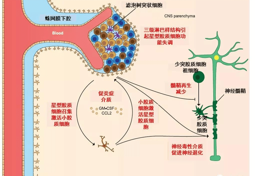 甲状腺|肠漏，你必须知道的热知识（二）