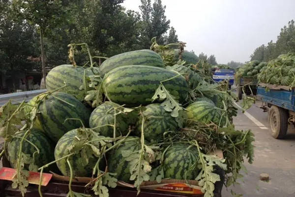 曾被誉为西瓜之王的东明西瓜