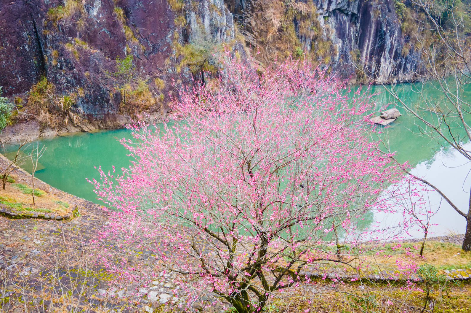 景区|永嘉书院梅花已绽放，空谷传声花香书香，春节前后正当时