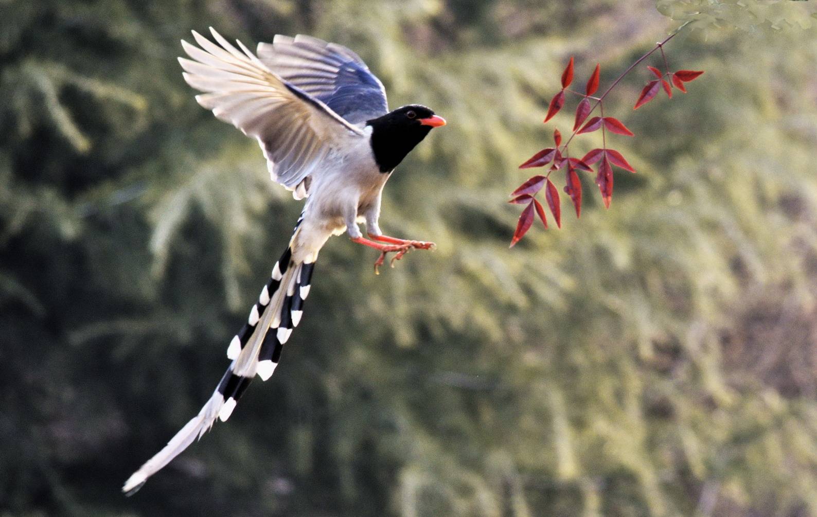 抓拍红嘴蓝鹊飞行