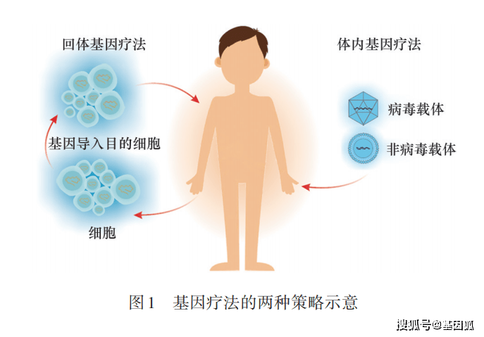 体内基因治疗图片